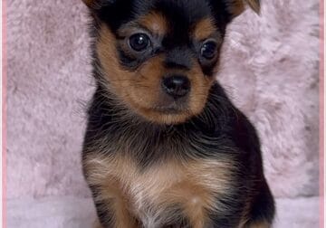 Annie the Griffonshire (Brussels/Yorkie)