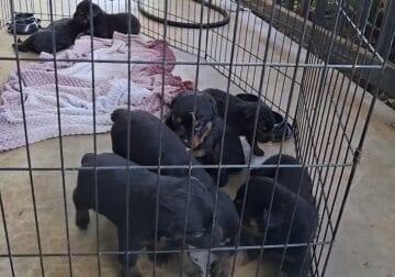Pure bred Rottweilers