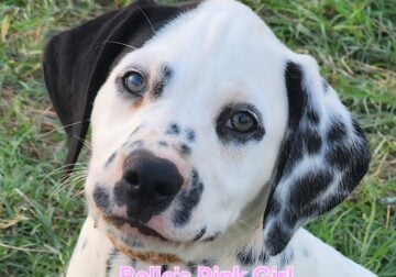 Belle’s Pink Lua Girl