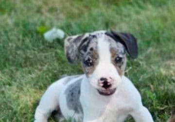 French Bull Jack puppies. Male and female