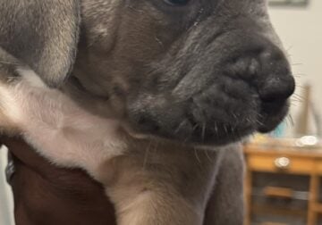 Cane Corso Puppies