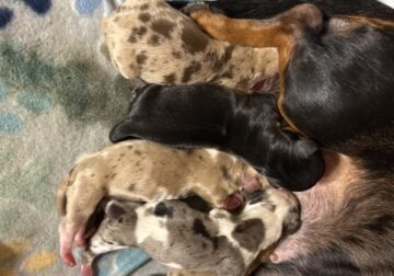 Dachshund puppies