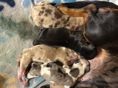 Dachshund puppies
