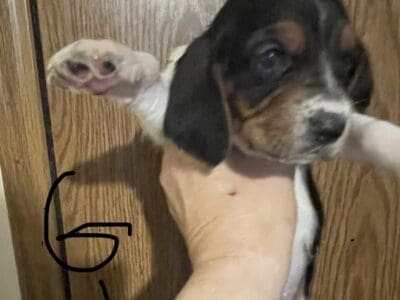 Basset hound puppies