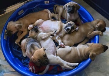 Gorgeous mixed Cane Corso puppies