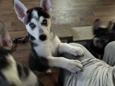 Alaskan Husky/Shepherd Mix puppies