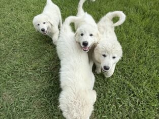 Adorable puppies for sale