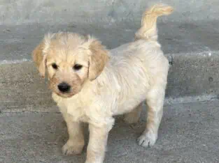 “Pearl”, female English cream goldendoodle