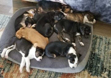 Puppies