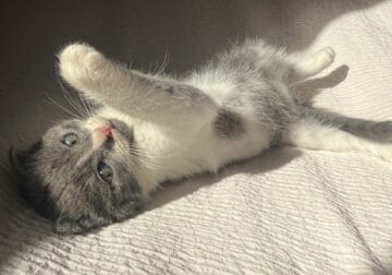 Adorable Scottish Fold Mix Kitten Ready