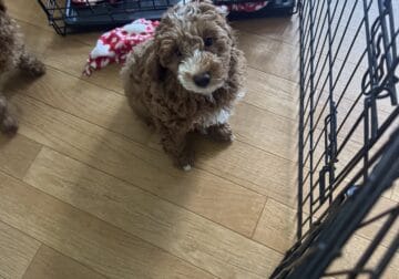 Micro Goldendoodle