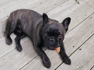 Cooper – a 10 Month old French Bulldog