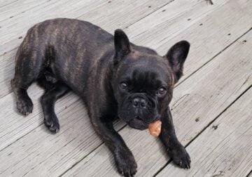 10 Month old French Bulldog – all shots – neutered
