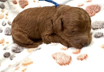 Male Mini Goldendoodle – Billy