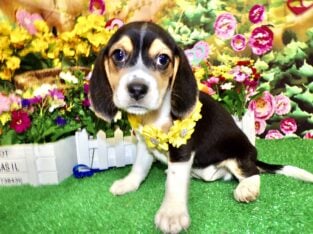 Beagle Babies. Prespoiled. SUPER Cute!!!