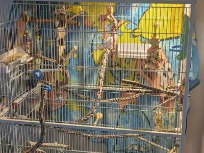 3 budgies and a large flight cage