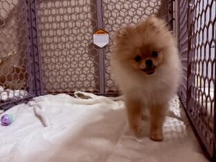 purebred female cream pomeranian puppy