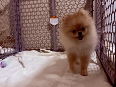 purebred female cream pomeranian puppy