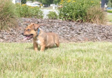 Abkc registered American bully Champion bloodline