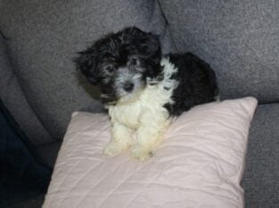 Havanese Female