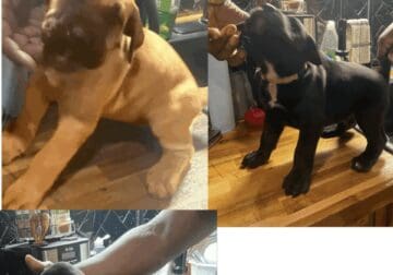 🐾 **Presa Canario Puppies for Sale!** 🐾