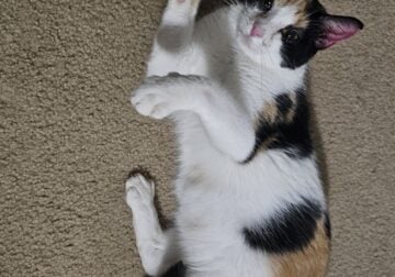 🐾 Meet Patches! 🐾