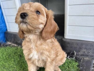 Mini Golden Doodles Puppies.