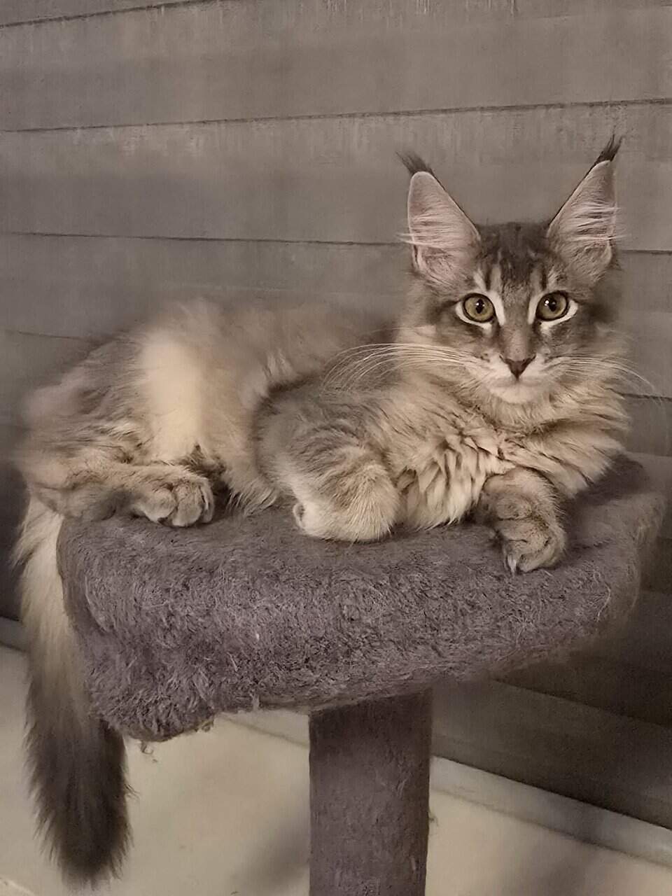 Maine Coon kittens image 3