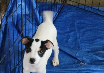 Rat terrier pupies