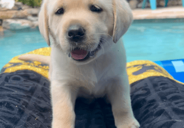 Freida AKC Yellow Lab