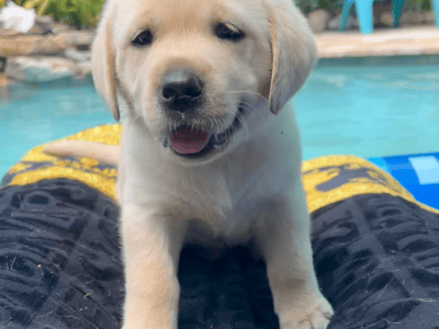 Freida AKC Yellow Lab