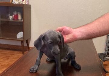 Puppies for Sale #7