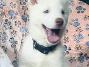 Siberian Husky Puppies White