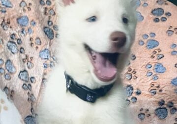 Siberian Husky Puppies White
