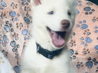 Siberian Husky Puppies White