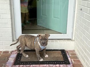 ABKC and UKC American bullies puppies