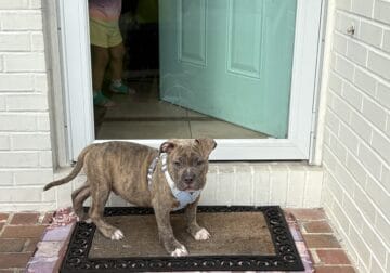 ABKC and UKC American bullies puppies