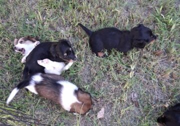Adorable dachshunds
