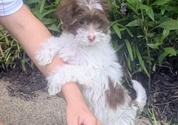 Female morkie 12; weeks