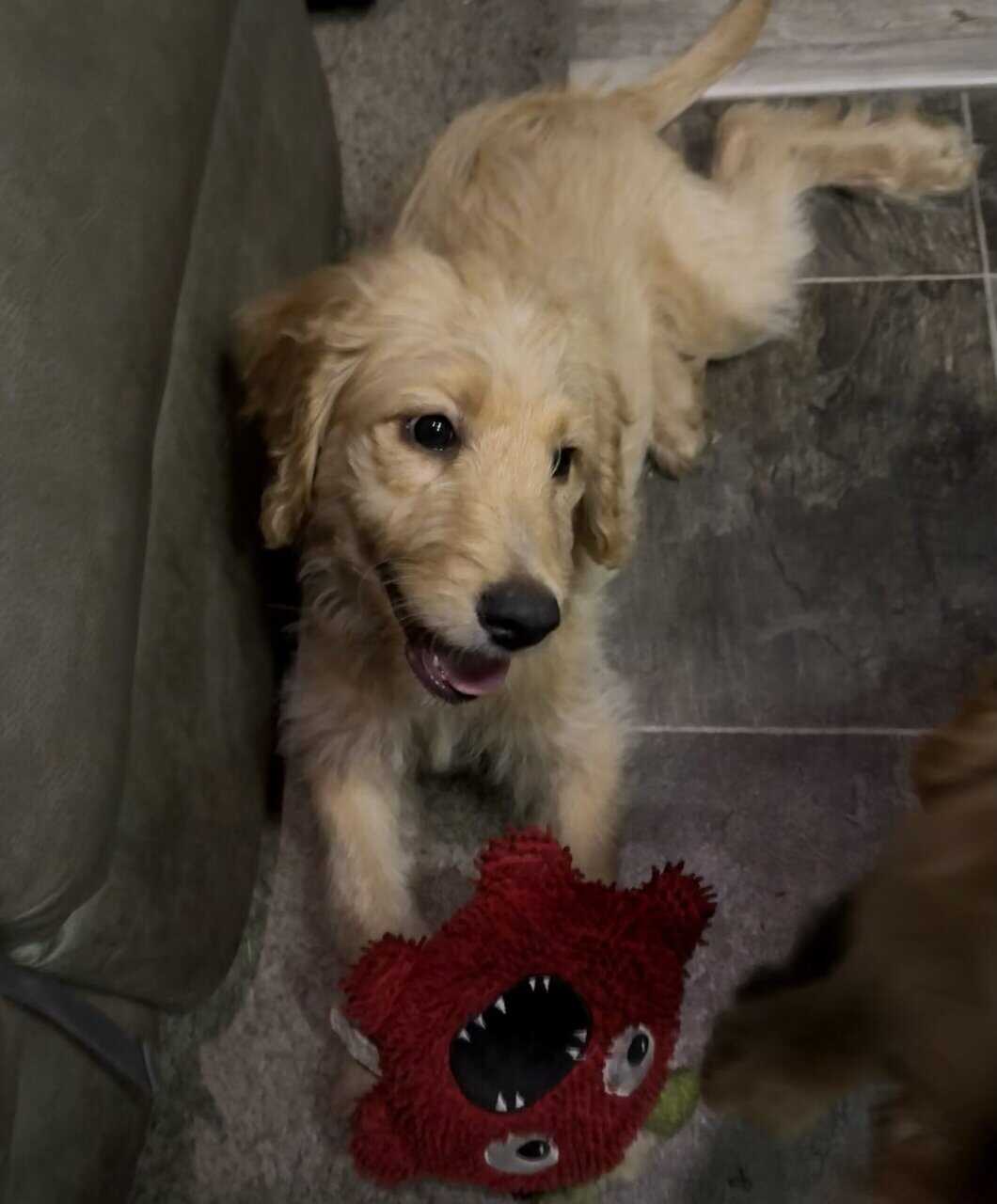 Goldendoodle Puppy - Golden Nugget image 11
