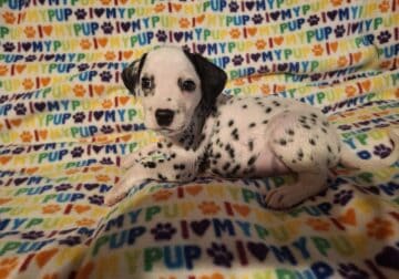 Male Dalmatian puppy lefty