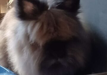 Male Lionhead Rabbit