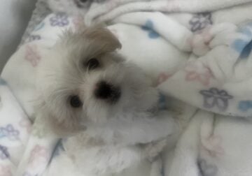 Maltese Puppy