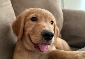 Golden Retriever