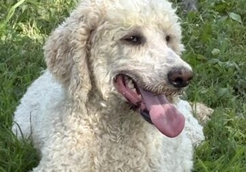 Standard Poodle