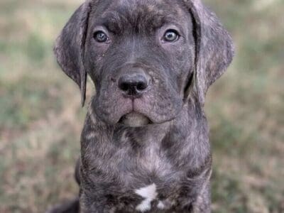 Cane Corso Pups #Brindle