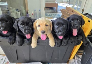 Labrador Retriever puppies