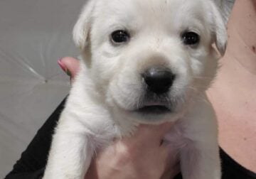 AKC LABRADOR PUPPIES