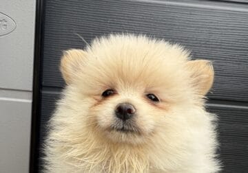 Pomeranian puppies