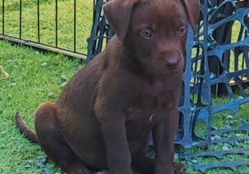 Lab mix puppies